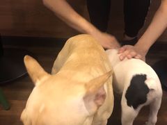 -柯斗斗主题餐厅·狗咖·围炉煮茶·茶饮(国瑞升平里店)