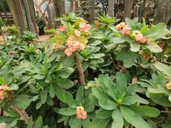 -石家庄市植物园