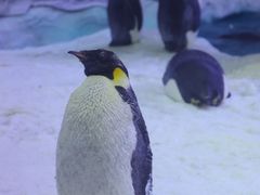 -珠海长隆海洋王国