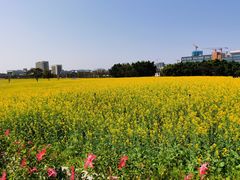 -光明小镇欢乐田园