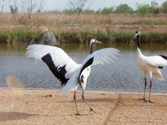 -盐城丹顶鹤湿地生态旅游区