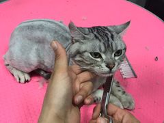 -宠福鑫康馨动物医院·骨科·眼科