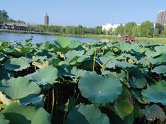 -西海子公园