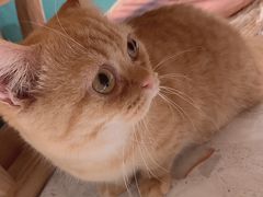 -飞行喵MR PILOT|猫舍·猫咖(静安大融城店)