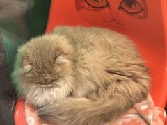 -猫咪博物馆(顶澳仔猫街店)