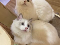 -滚猫咖啡·猫咖·猫友好撸猫(未来城店)