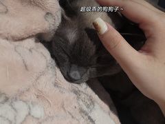 -滚猫咖啡·猫咖·猫友好撸猫(未来城店)