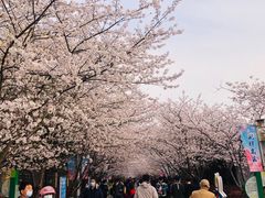 -高东镇樱花园