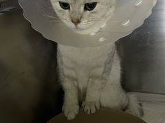 -纳吉亚猫专科动物医院·北北分院