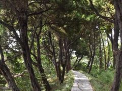 -嘉定紫藤园