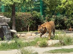 -上海野生动物园老虎餐厅