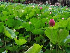 -桂湖森林公园