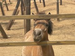 -秦皇岛野生动物园