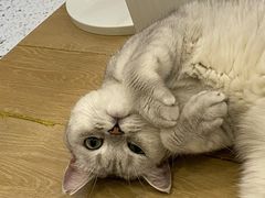 -猫域·湾主题猫咖·宠物吧(南坪城市广场店)