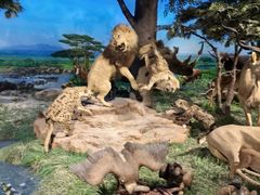 -国家自然博物馆