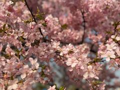 -上海辰山植物园