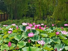 -莲花池公园