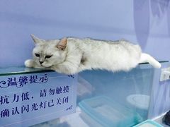-喵的天空名猫咖啡馆·撸猫·猫舍·用品