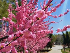 -大兴滨河森林公园