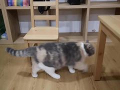 -藦茜花园宠物主题亲子互动体验馆(国顺东路店)