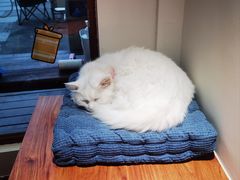 -有猫主题·治愈系猫咖(曾厝垵店)