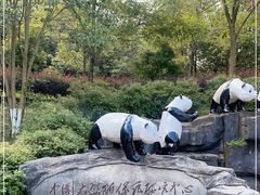 -都江堰中华大熊猫苑
