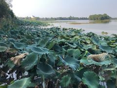 景点-泗洪洪泽湖湿地景区