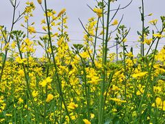 -光明小镇欢乐田园