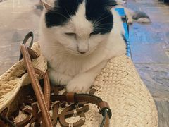 -猫咪博物馆(顶澳仔猫街店)