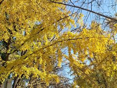 -三里屯东五街银杏大道