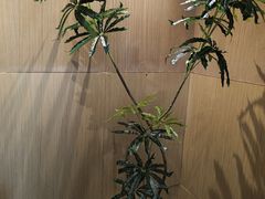 -梅花境(万科店)