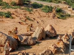 -石家庄市动物园