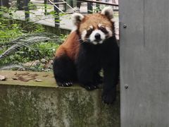 -荆州中山公园动物园