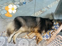 -more than meow吴止猫主题餐厅(承德 中船汇店)