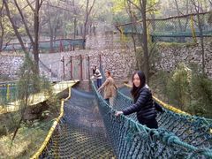 -原山国家森林公园