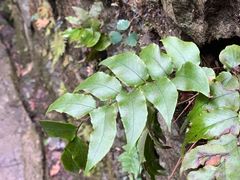 -藏龙百瀑风景区