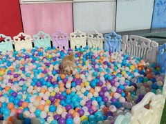 -汪说喵讲宠物乐园宠物酒店(红星美凯龙店)