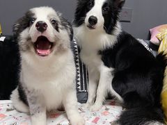 -翊宠yipet猫狗购宠庄园犬舍•猫舍