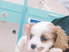 -萌宠之家·腊肠犬·马尔泰·小体犬舍