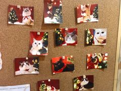 -滚猫咖啡·猫咖·猫友好撸猫(未来城店)