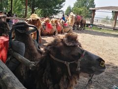 -古柏渡飞黄旅游区