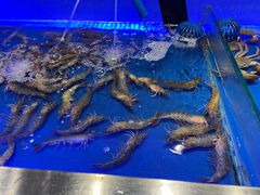 基围虾-SEA西雅图海鲜自助餐厅(正义店)
