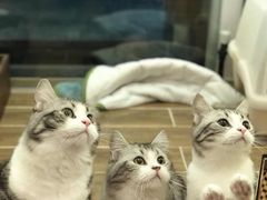 -猫大福·Fortune Cat猫舍(百子湾店)