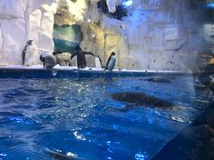 -华夏文旅海洋公园