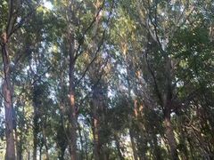 -长白岛森林公园