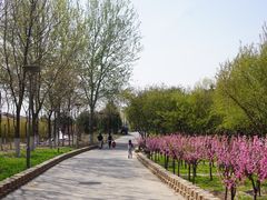 -大兴滨河森林公园