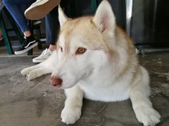 -百好乐宠物友好餐厅(朝外大街店)