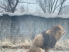 -北京野生动物园