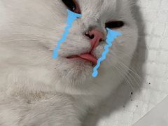 -灵美宠物诊所