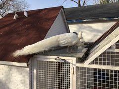 -J Create城市露营咖啡·简餐·宠物(上海动物园店)